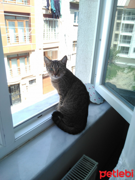 Tekir Kedi, Kedi  Duman fotoğrafı