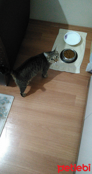 Tekir Kedi, Kedi  Duman fotoğrafı
