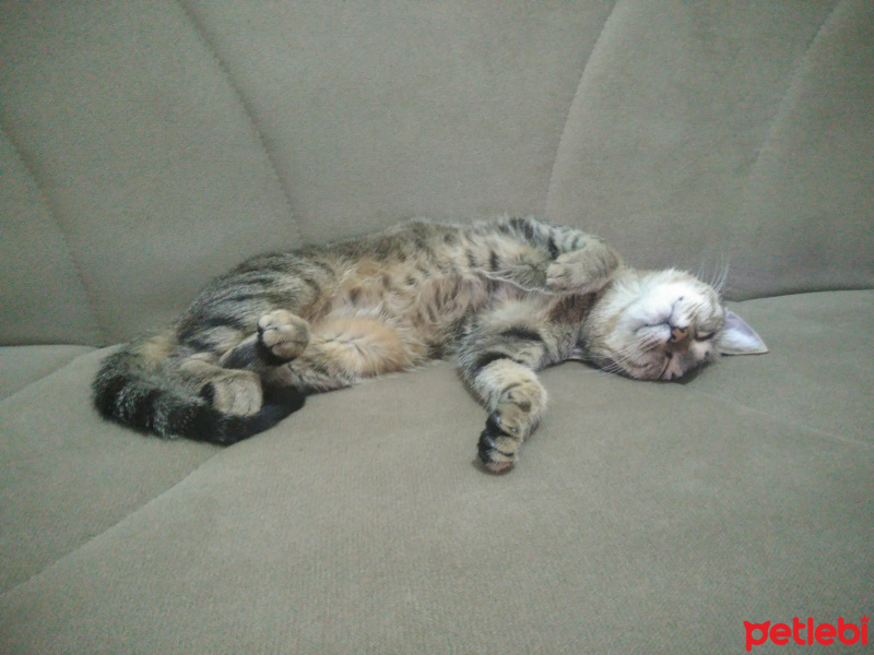 Tekir Kedi, Kedi  Duman fotoğrafı