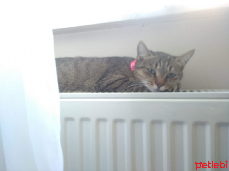 Tekir Kedi, Kedi  Duman fotoğrafı