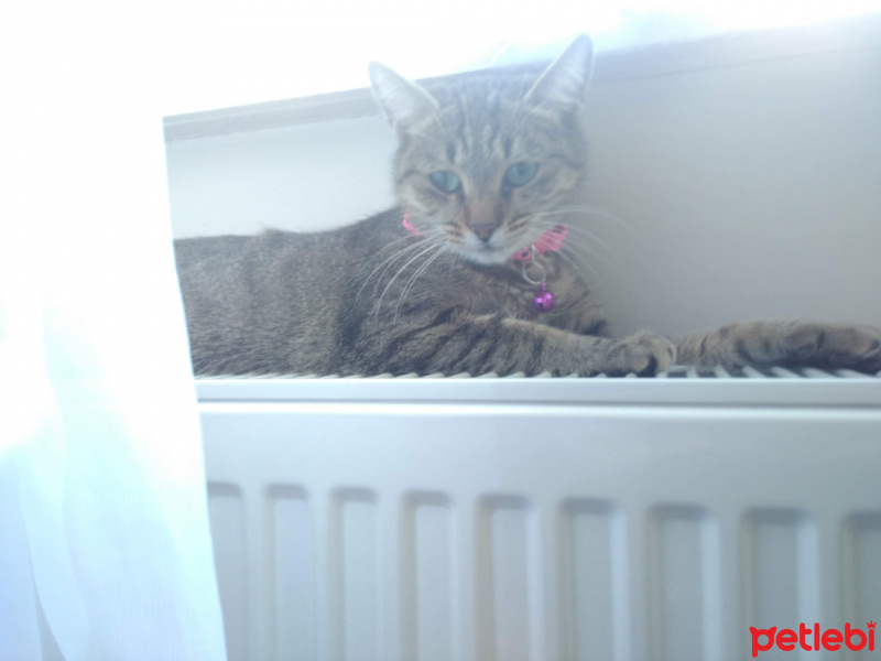 Tekir Kedi, Kedi  Duman fotoğrafı