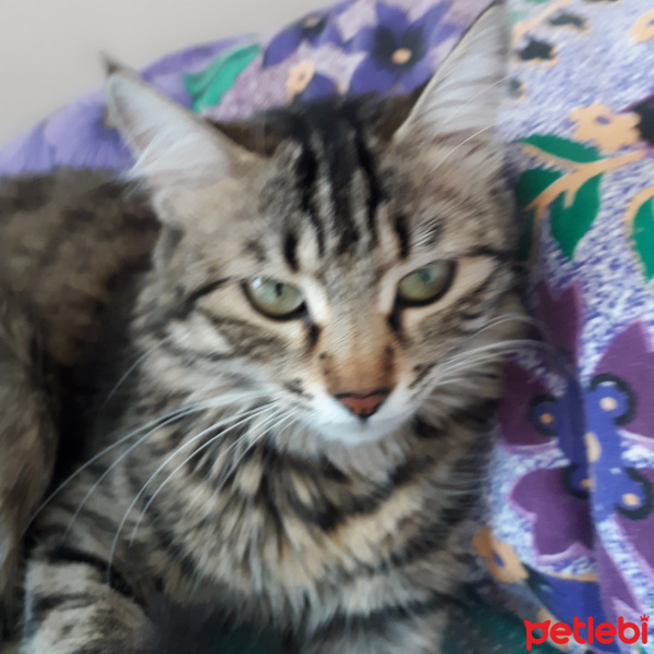 Tekir Kedi, Kedi  Boncuk fotoğrafı