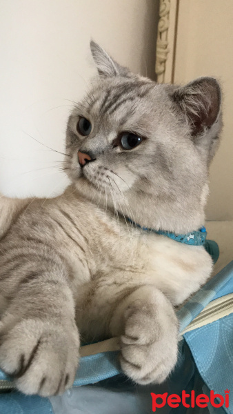 British Shorthair, Kedi  Cece fotoğrafı
