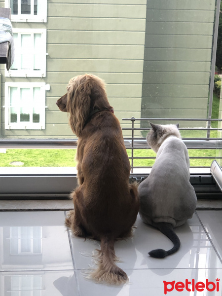 İngiliz Cocker Spaniel, Köpek  Linda fotoğrafı