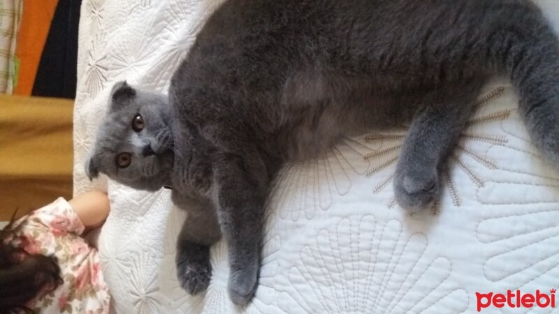 Scottish Fold, Kedi  tostos fotoğrafı