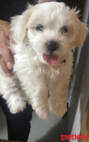 Maltese, Köpek  Milka fotoğrafı