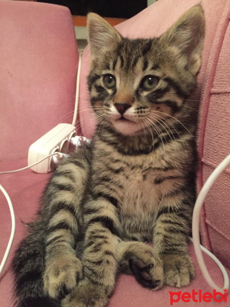 Soke, Kedi  su ve yastık fotoğrafı
