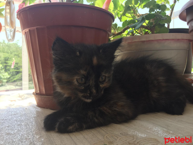 Soke, Kedi  su ve yastık fotoğrafı