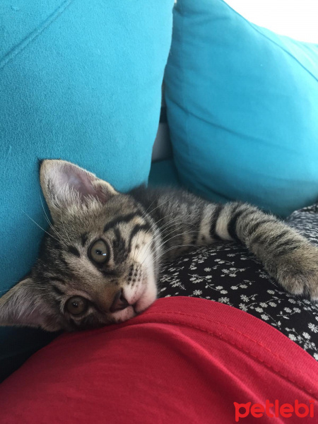 Soke, Kedi  su ve yastık fotoğrafı