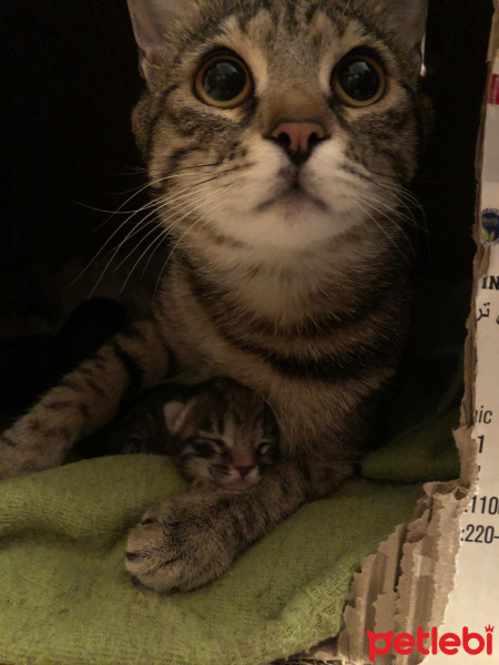 Soke, Kedi  su ve yastık fotoğrafı