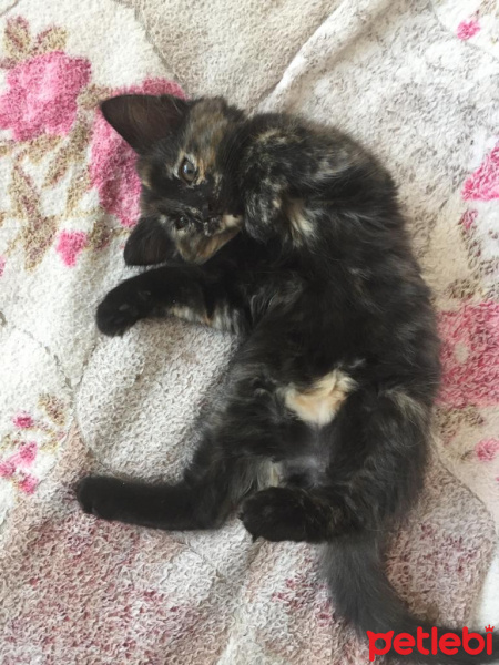 Soke, Kedi  su ve yastık fotoğrafı