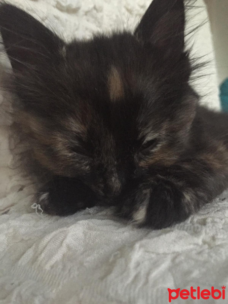 Soke, Kedi  su ve yastık fotoğrafı
