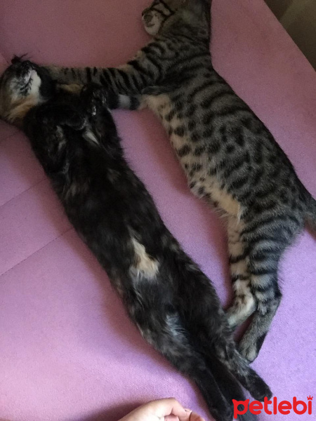 Soke, Kedi  su ve yastık fotoğrafı