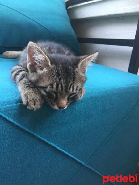 Soke, Kedi  su ve yastık fotoğrafı