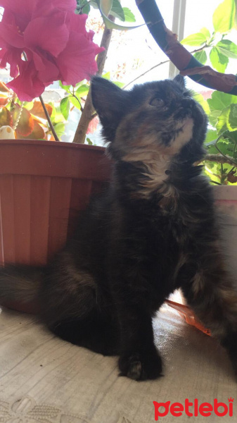 Soke, Kedi  su ve yastık fotoğrafı