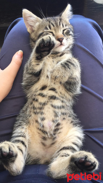 Soke, Kedi  su ve yastık fotoğrafı