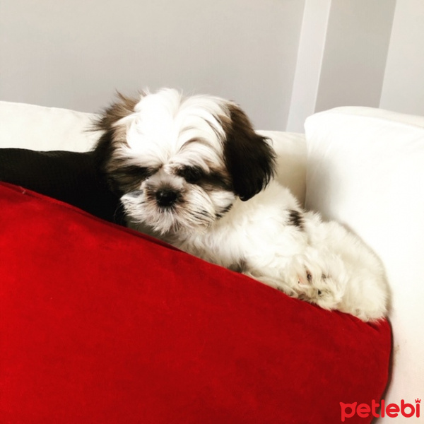 Shih Tzu, Köpek  Mocha fotoğrafı