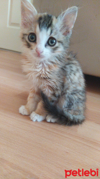 Tekir Kedi, Kedi  Zeyna fotoğrafı