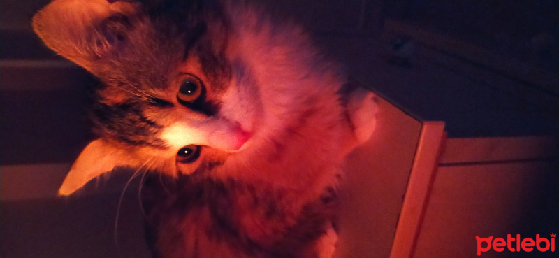 Tekir Kedi, Kedi  Zeyna fotoğrafı