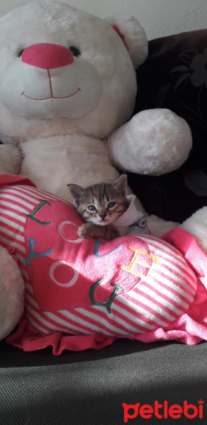 Tekir Kedi, Kedi  Hugoo fotoğrafı
