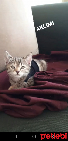 Tekir Kedi, Kedi  Hugoo fotoğrafı