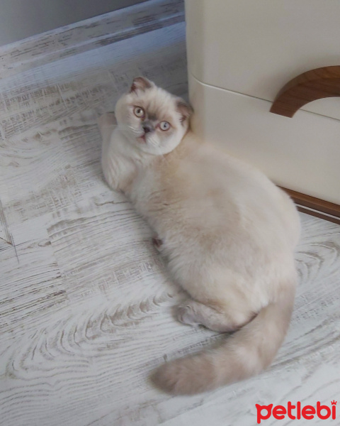 Scottish Fold, Kedi  Sütlaç fotoğrafı