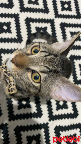 Tekir Kedi, Kedi  Whiskey fotoğrafı