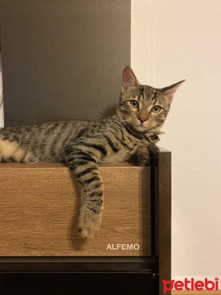 Tekir Kedi, Kedi  Whiskey fotoğrafı