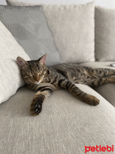 Tekir Kedi, Kedi  Whiskey fotoğrafı