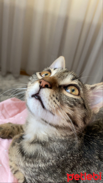 Tekir Kedi, Kedi  Whiskey fotoğrafı