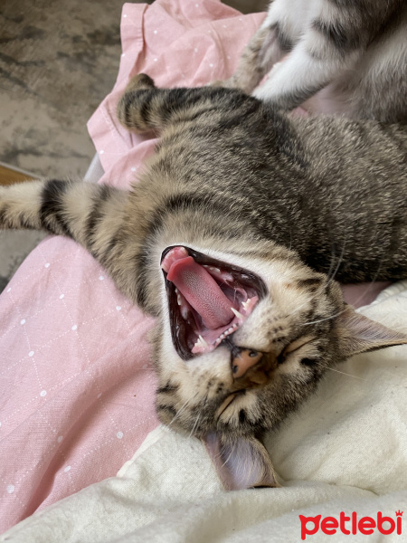 Tekir Kedi, Kedi  Whiskey fotoğrafı