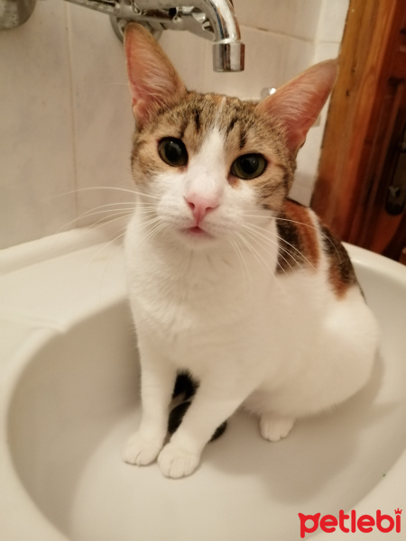 Tekir Kedi, Kedi  Nur fotoğrafı