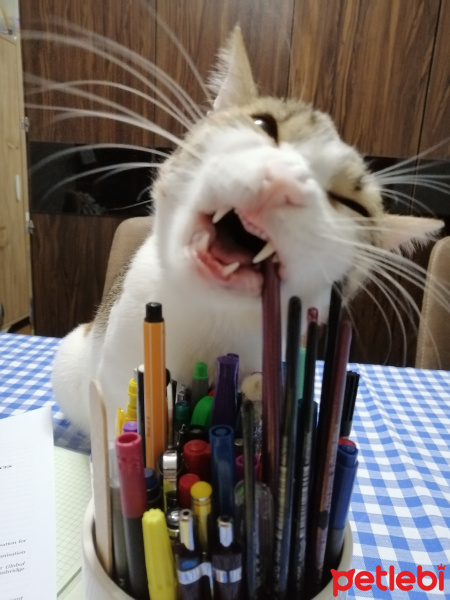 Tekir Kedi, Kedi  Nur fotoğrafı