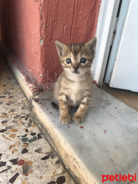 Tekir Kedi, Kedi  Stormi şans fotoğrafı