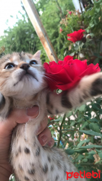 Tekir Kedi, Kedi  Stormi şans fotoğrafı