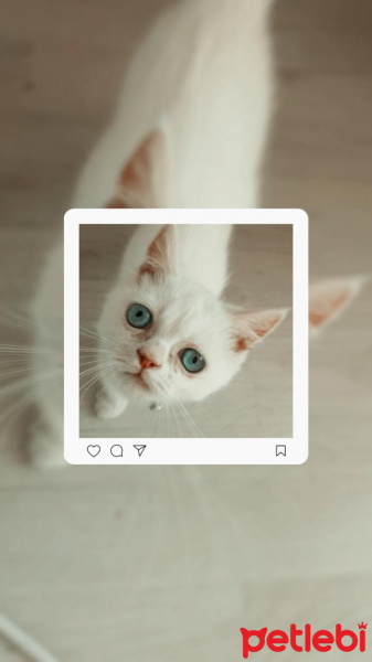 Chinchilla, Kedi  Zilli fotoğrafı