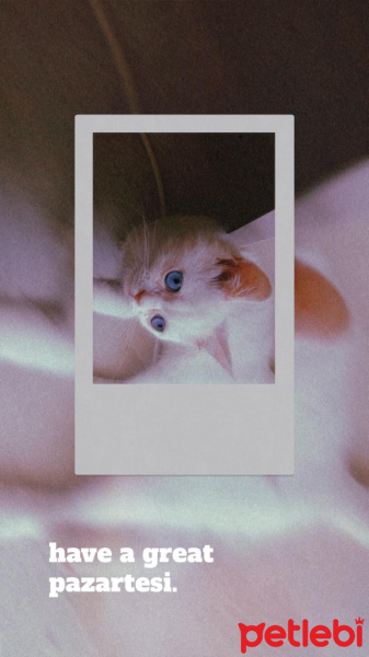 Chinchilla, Kedi  Zilli fotoğrafı