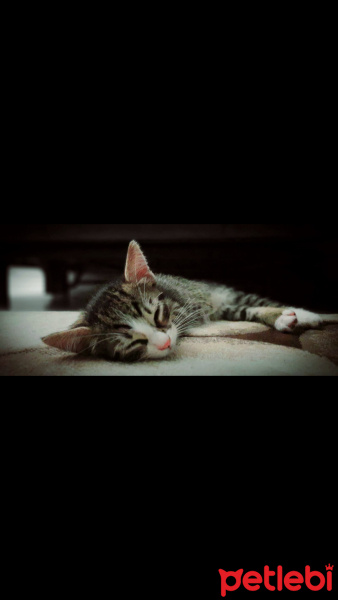 Tekir Kedi, Kedi  bihter fotoğrafı