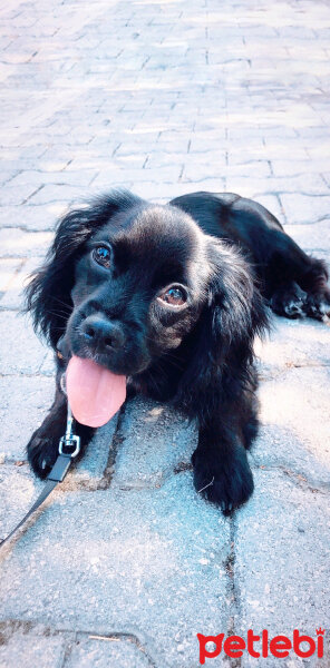 İngiliz Cocker Spaniel, Köpek  tommy fotoğrafı