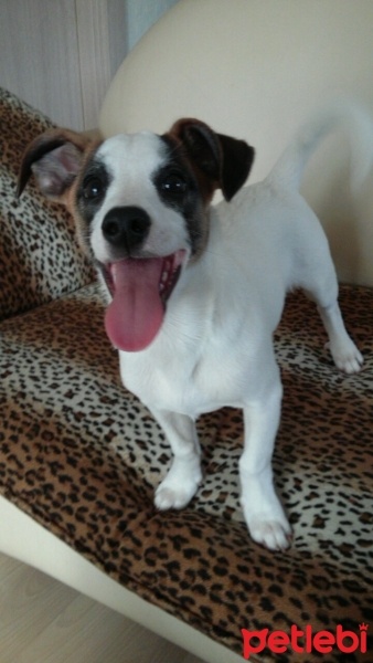 Jack Russell Terrier, Köpek  MAÇA fotoğrafı