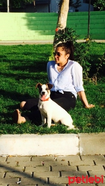 Jack Russell Terrier, Köpek  MAÇA fotoğrafı