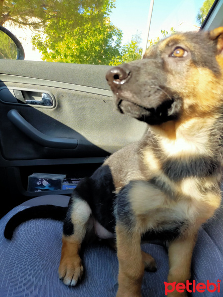 Alman Çoban Köpeği, Köpek  İlya fotoğrafı