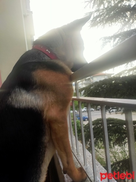 Alman Çoban Köpeği, Köpek  İlya fotoğrafı