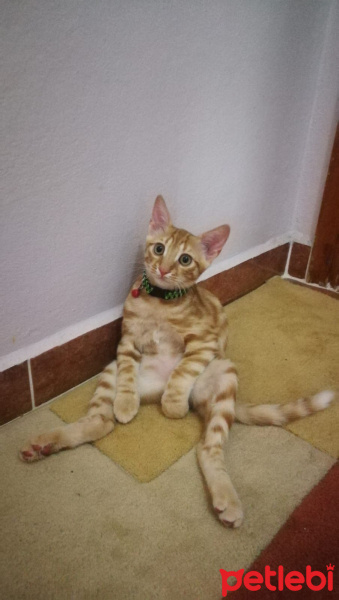 Tekir Kedi, Kedi  Leon fotoğrafı