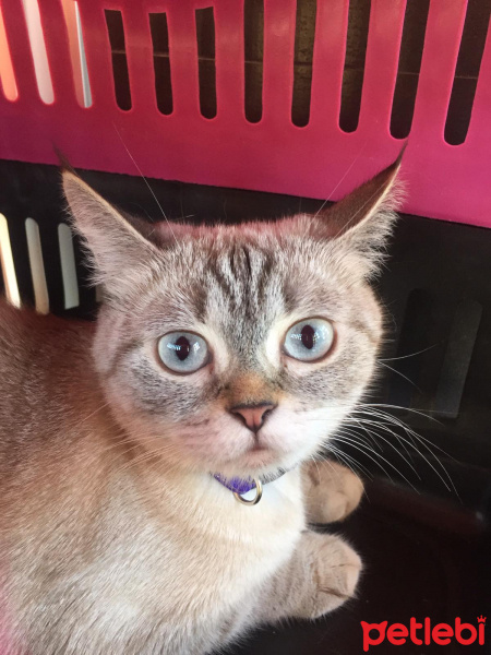 British Shorthair, Kedi  Maya fotoğrafı