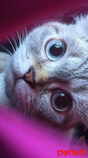 British Shorthair, Kedi  Maya fotoğrafı