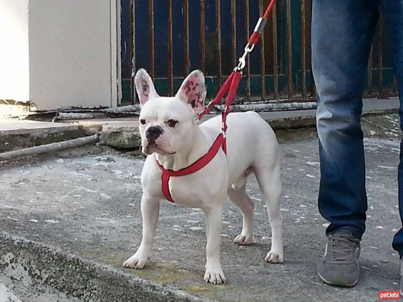 Fransız Bulldog, Köpek  Oscar fotoğrafı