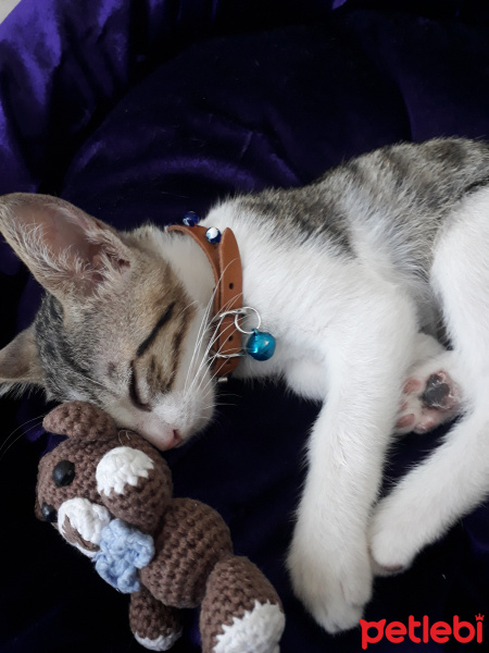 Tekir Kedi, Kedi  Çakıl fotoğrafı