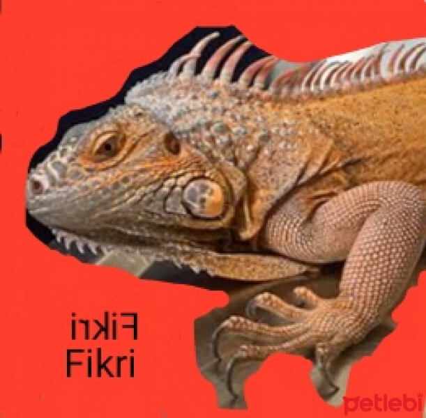 İguana, Sürüngen  Fikri fotoğrafı