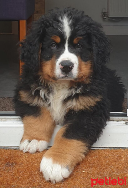 Bernese Dağ Köpeği, Köpek  Tomi fotoğrafı